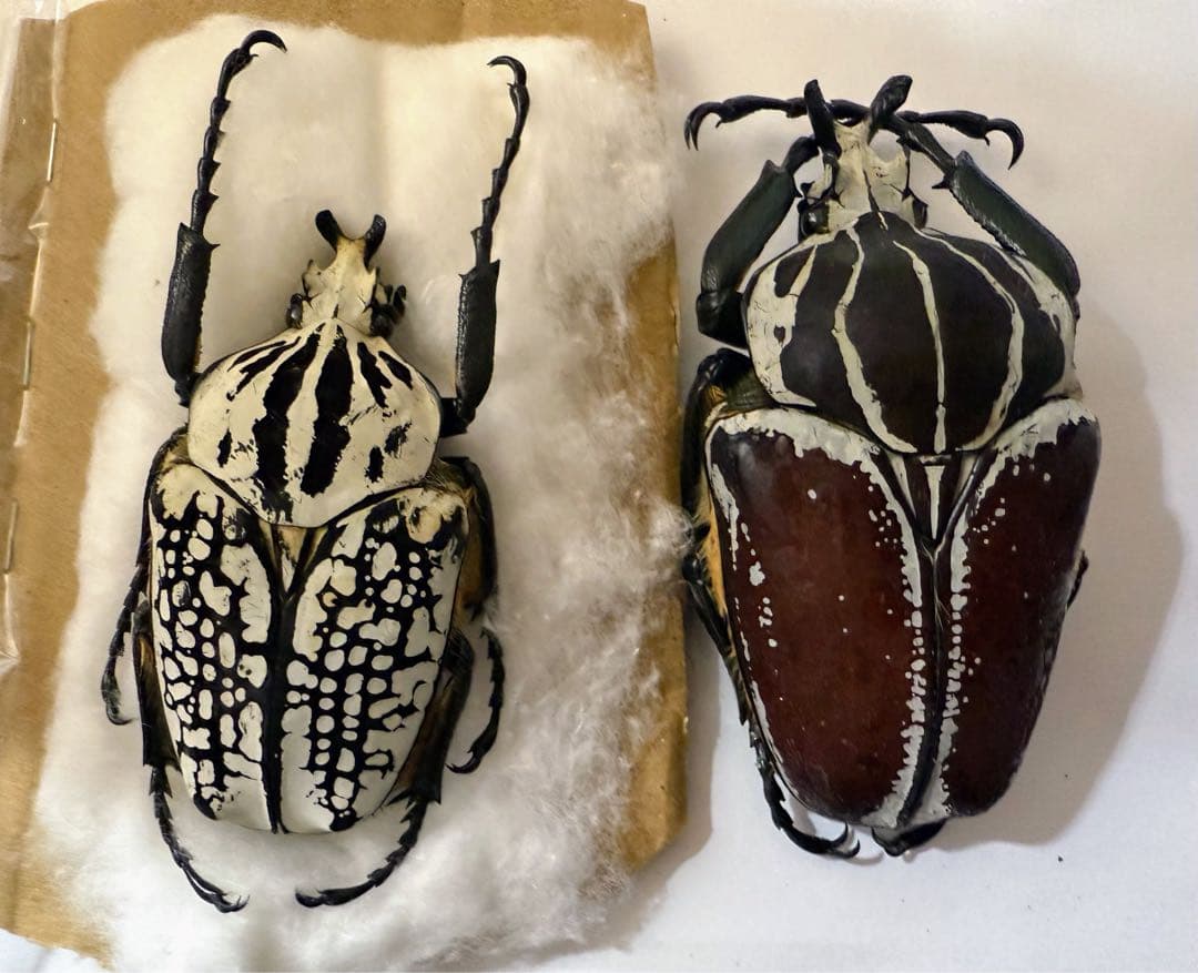 m15297174720_1.jpg?1737854963